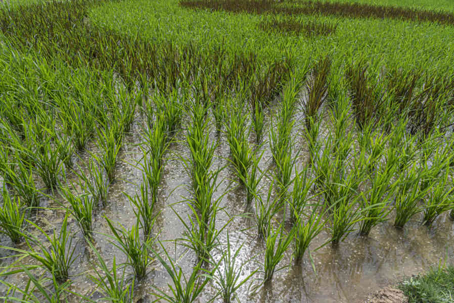 China - Yangshuo 27 - arrozales.jpg